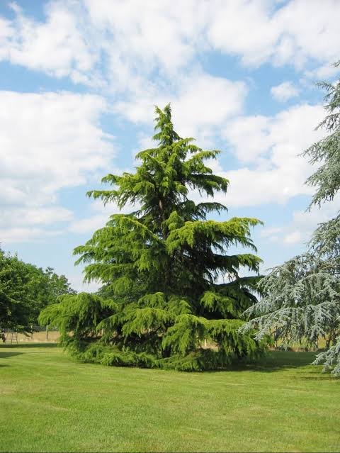 Deodar Cedar