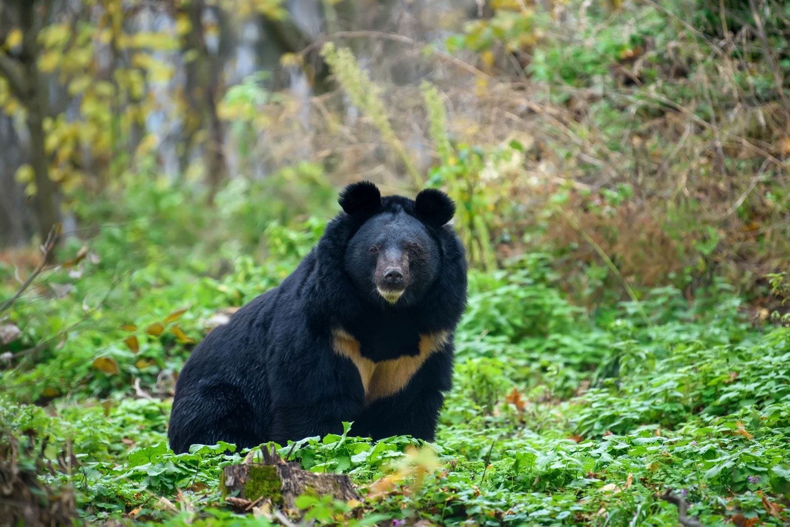 Himalayan Black Bear