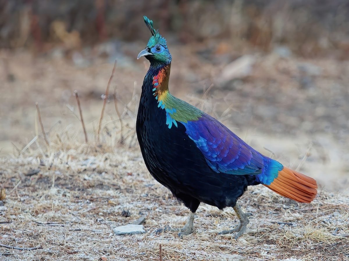 Himalayan Monal