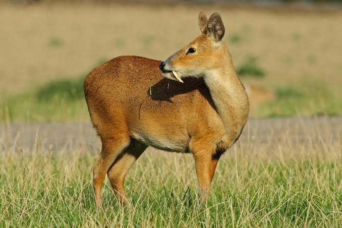 Kashmir Musk Deer