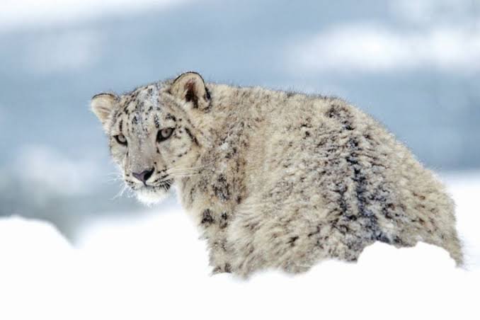 Snow Leopard