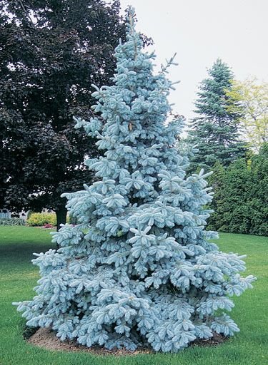 Himalayan Blue Pine