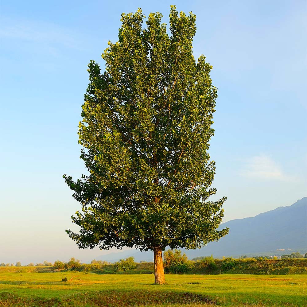 Poplar Trees