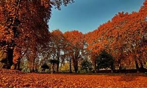 Chinar Trees