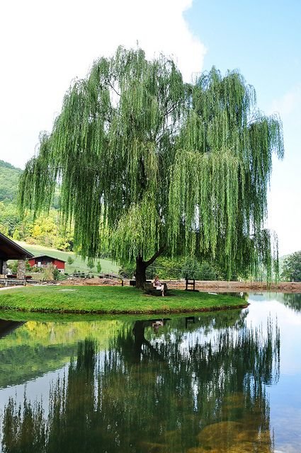 Himalayan Willows