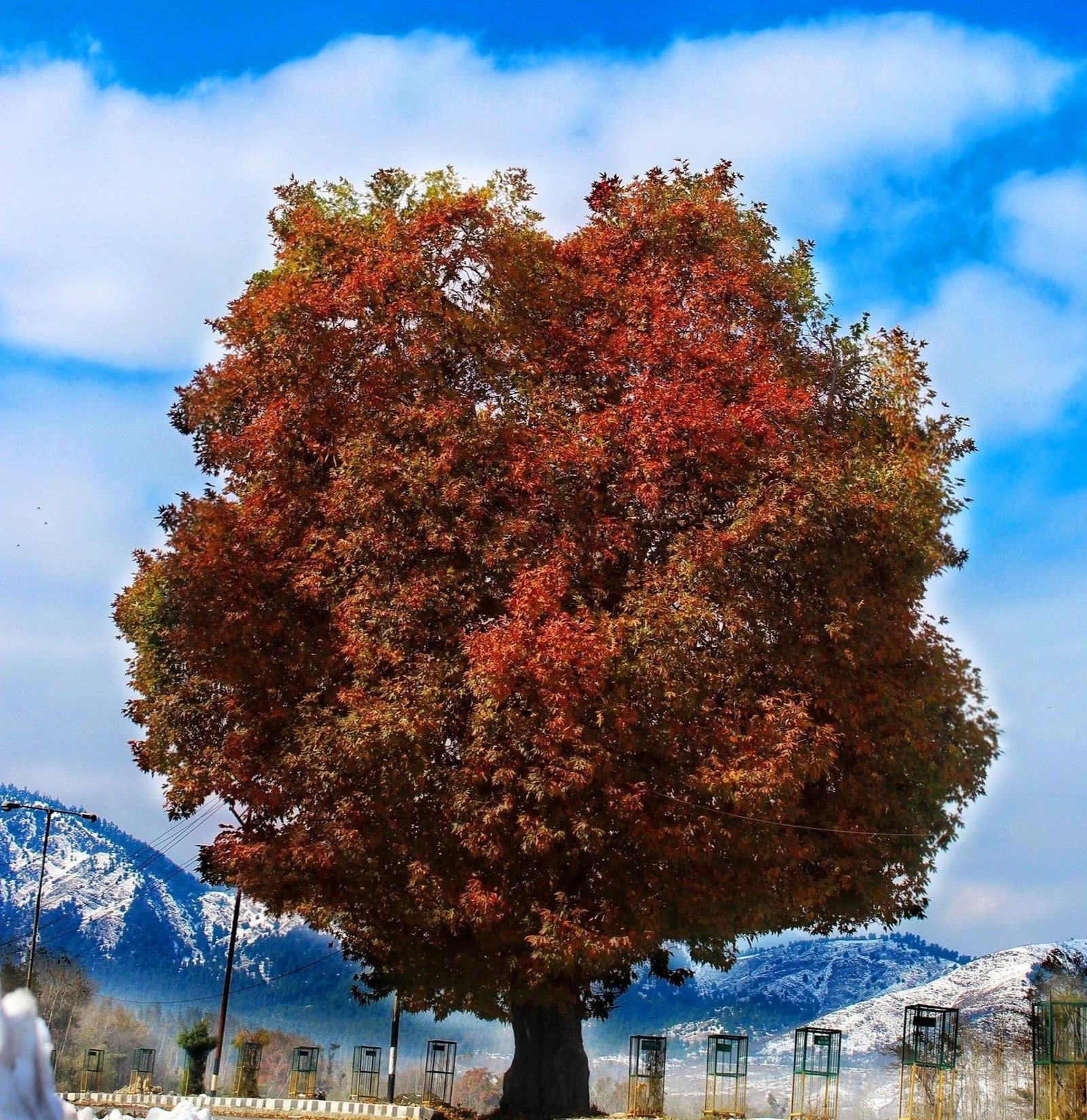 Chinar Trees