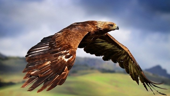 Golden Eagle