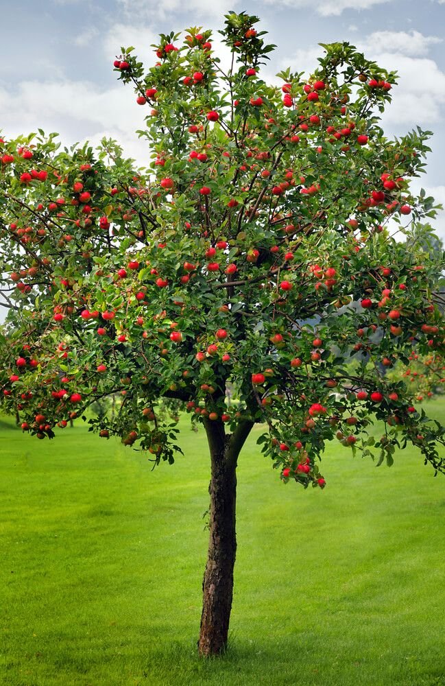 Fruit Trees