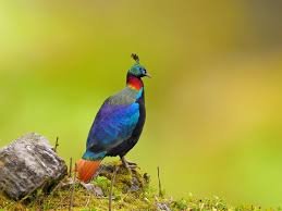 Himalayan Monal