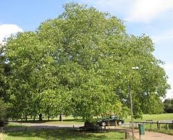 Walnut Trees