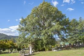 Himalayan Oak