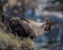 Himalayan Tahr