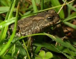 Himalayan Toad