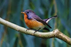 Kashmir Flycatcher