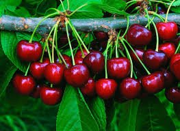 Cherries