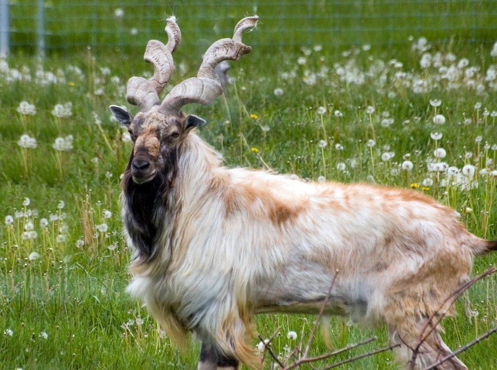 Himalayan Markhor