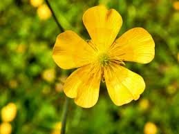 Wildflowers and Alpine Meadows