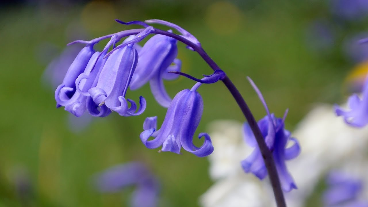 Bluebells