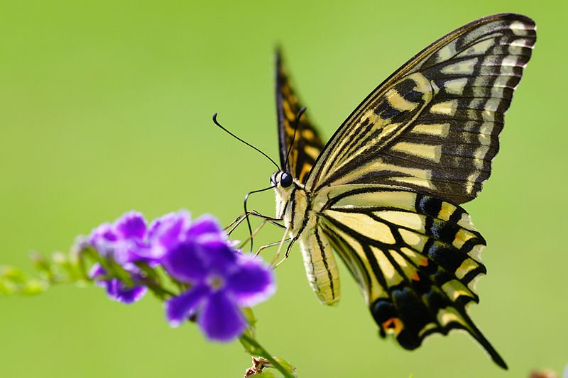 Butterflies