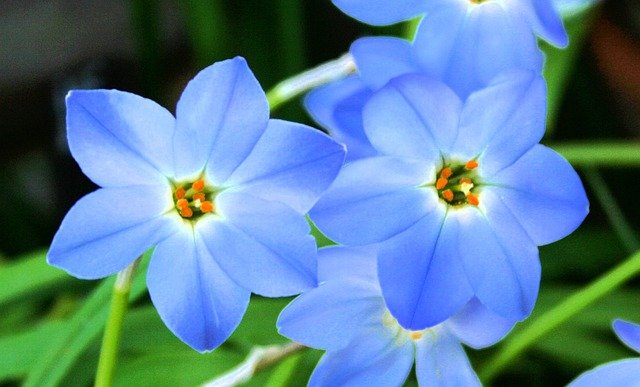 Alpine Plants