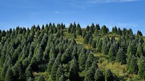 HIMALAYAN SILVER FIR