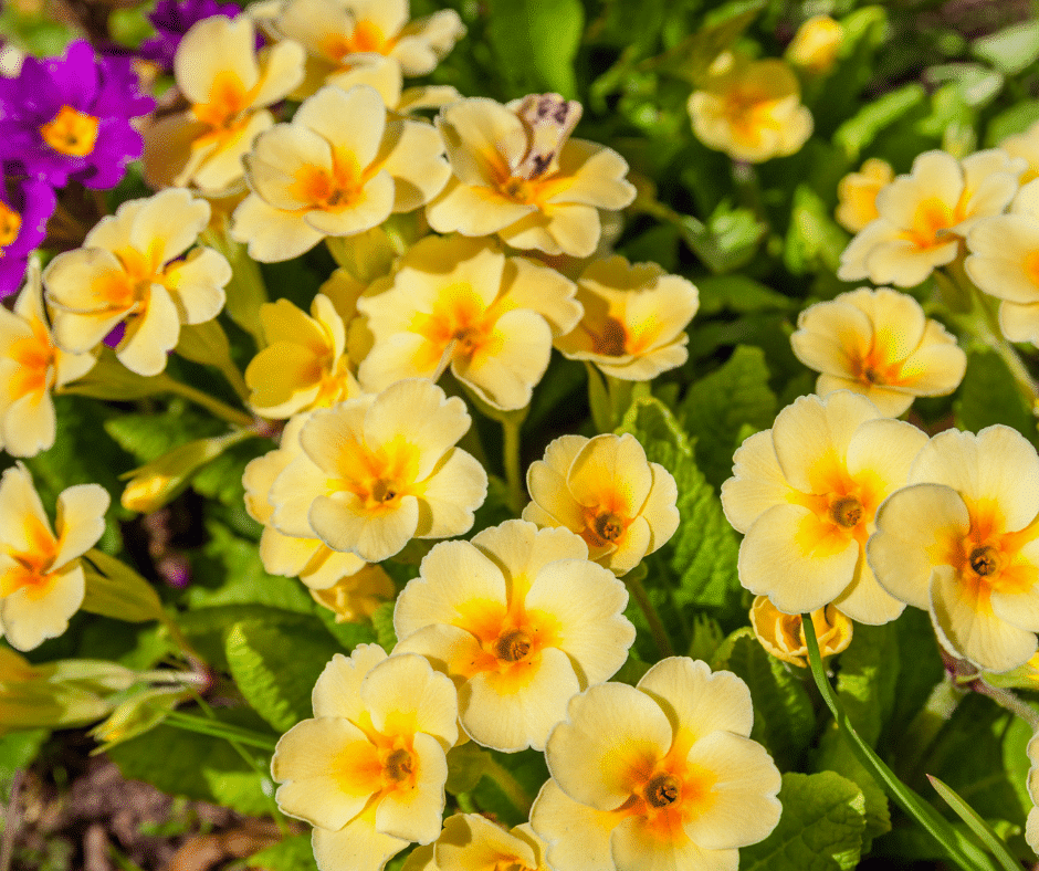 Primulas