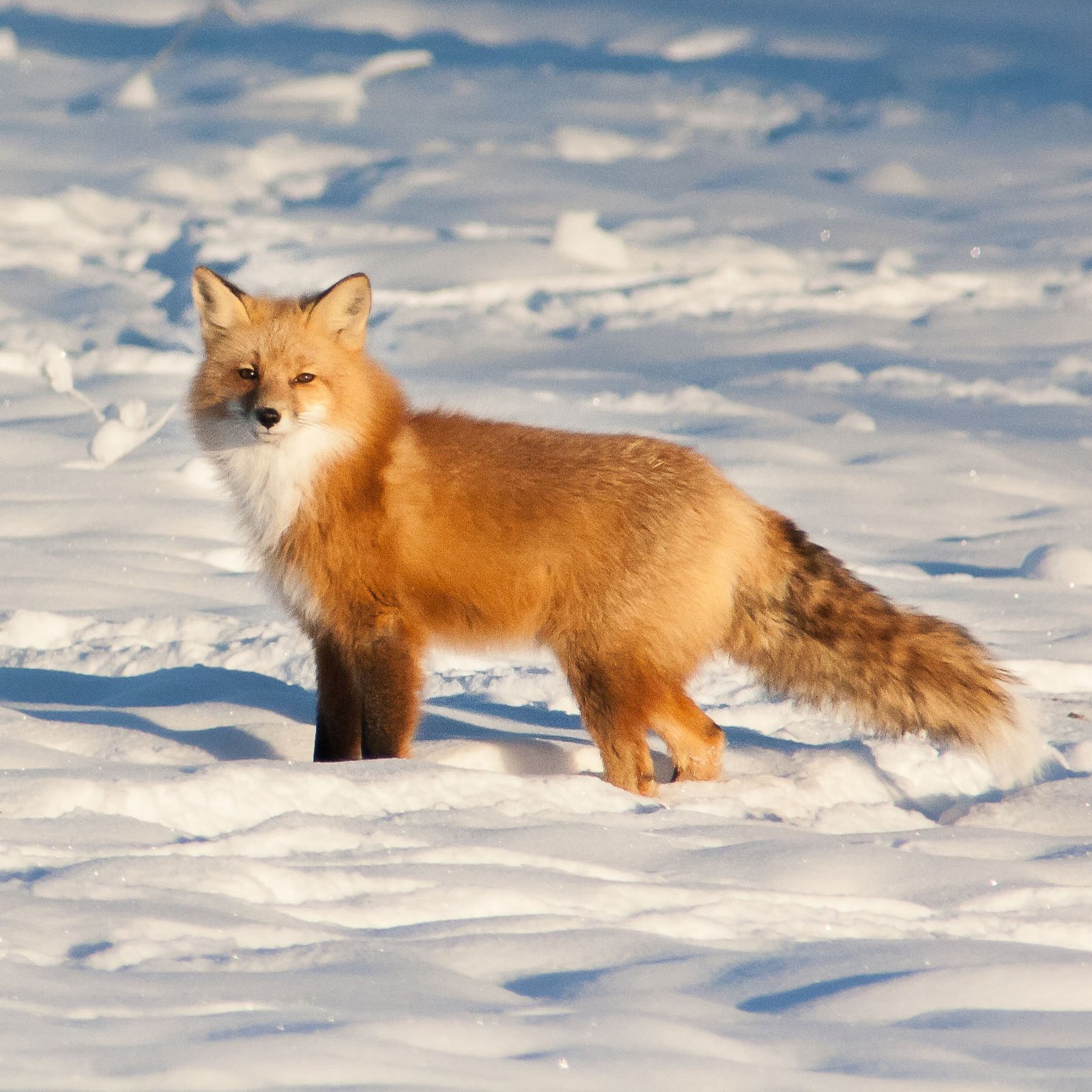 Kashmiri Red Fox