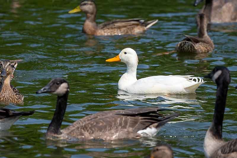 Ducks