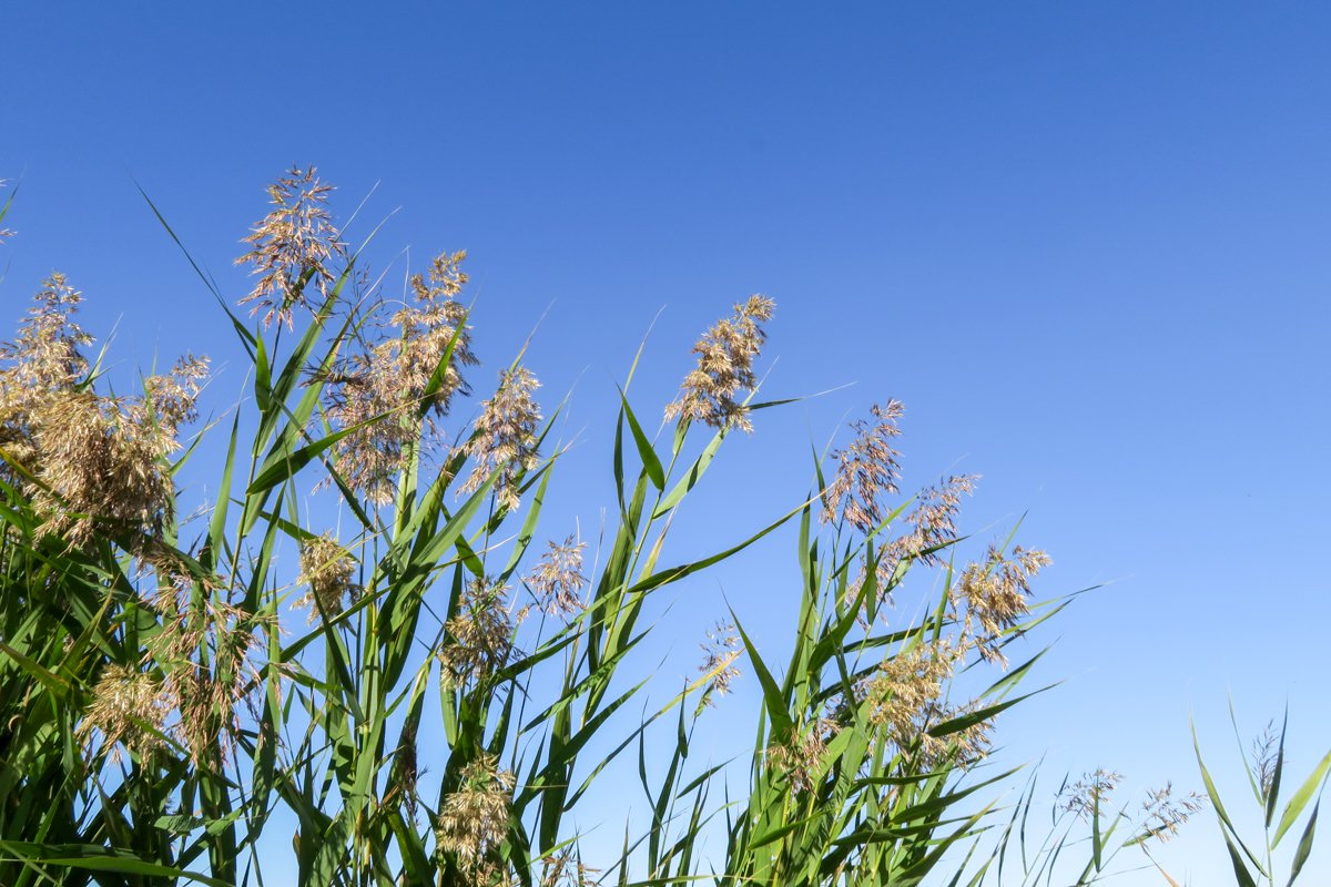 Reeds and Marsh Grasses