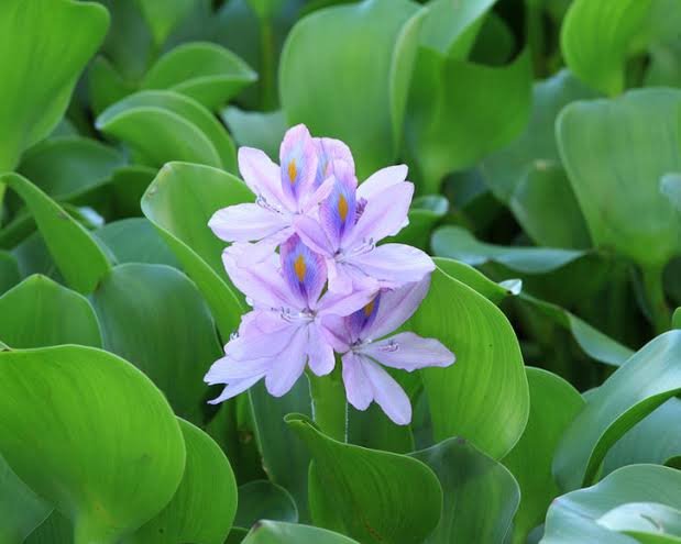 Water Hyacinth