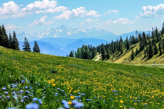 Alpine Meadows