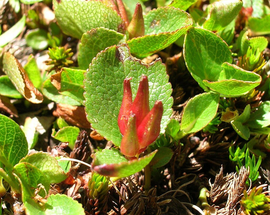 Alpine Willow