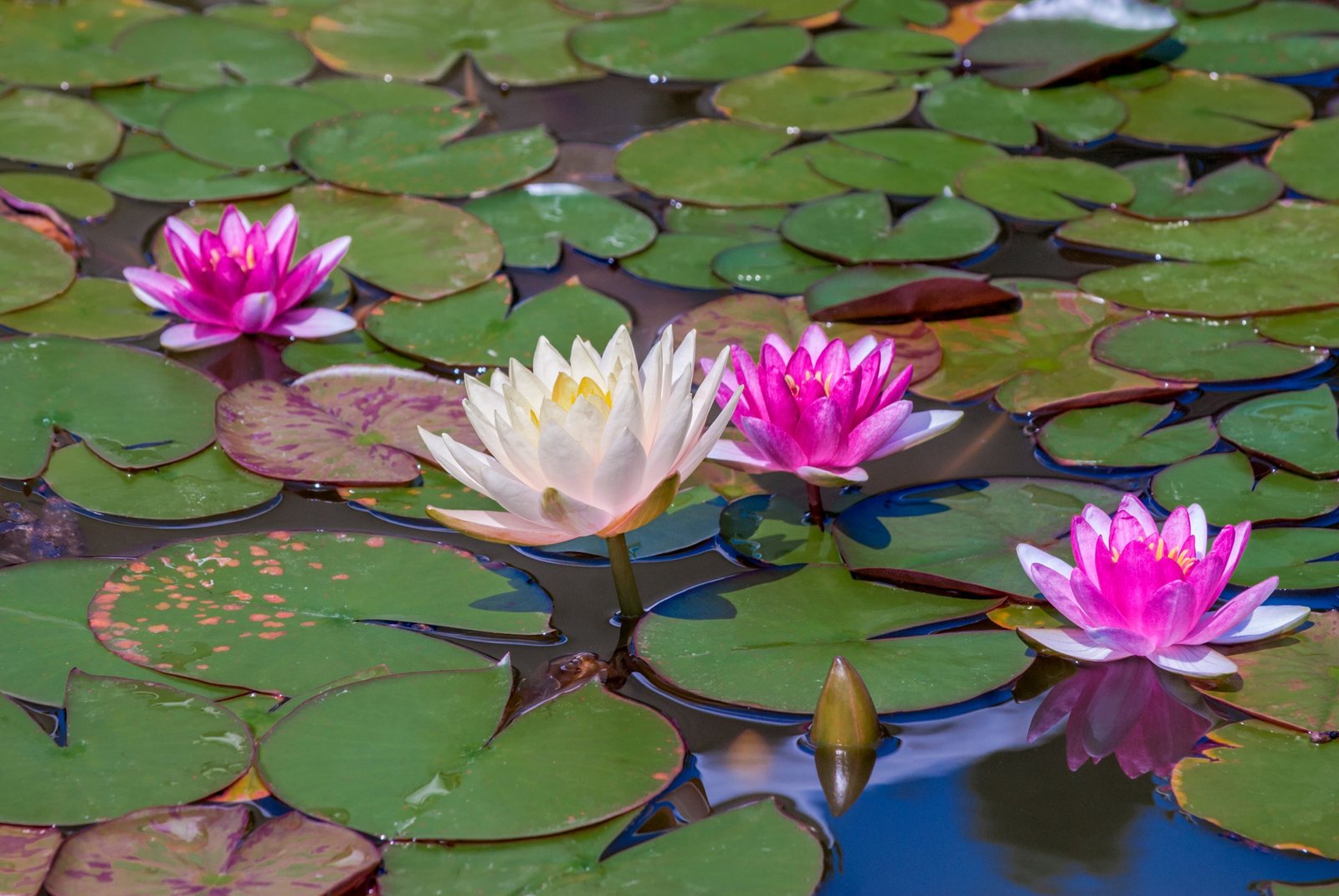 Aquatic Plants