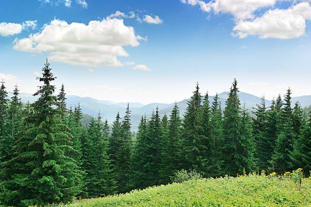 Coniferous Forests