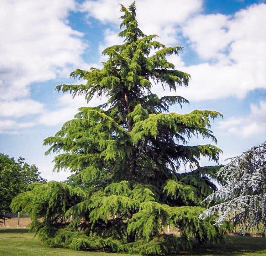 Deodar Cedar