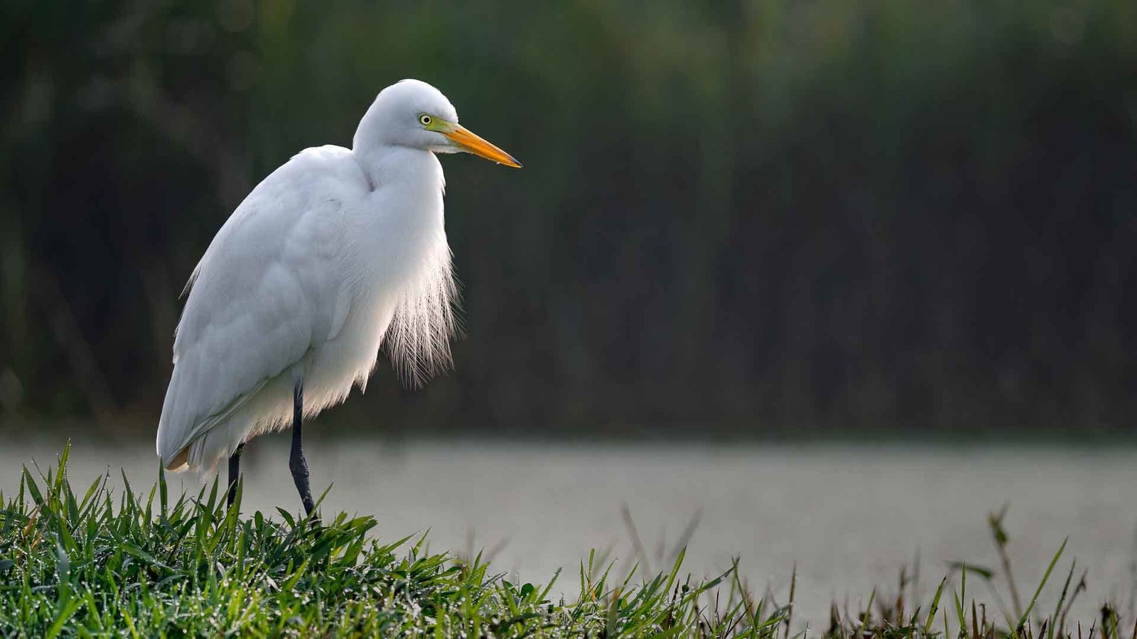 Herons and Egrets