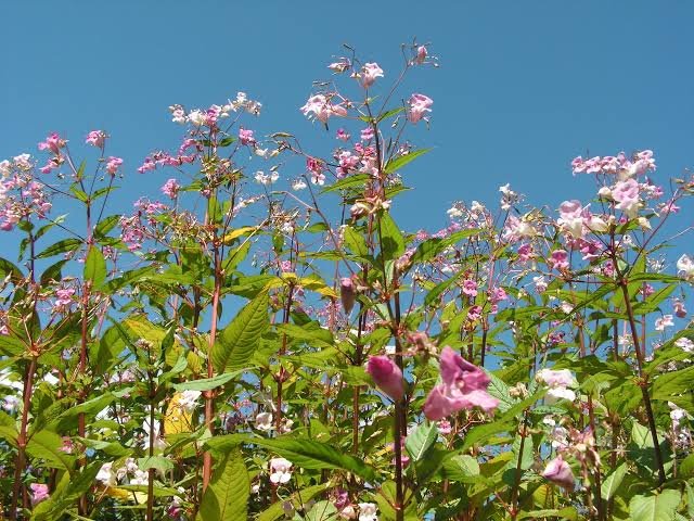 Himalayan Balsam