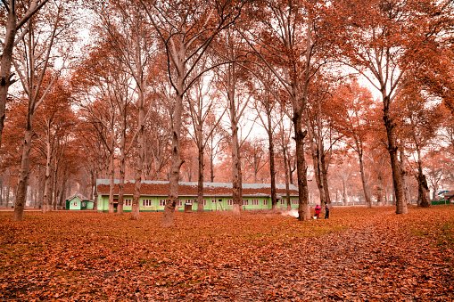 Maple Trees