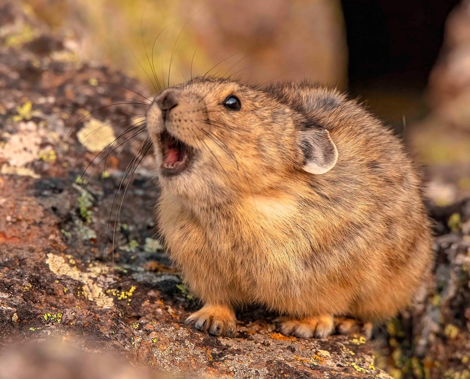 Pikas