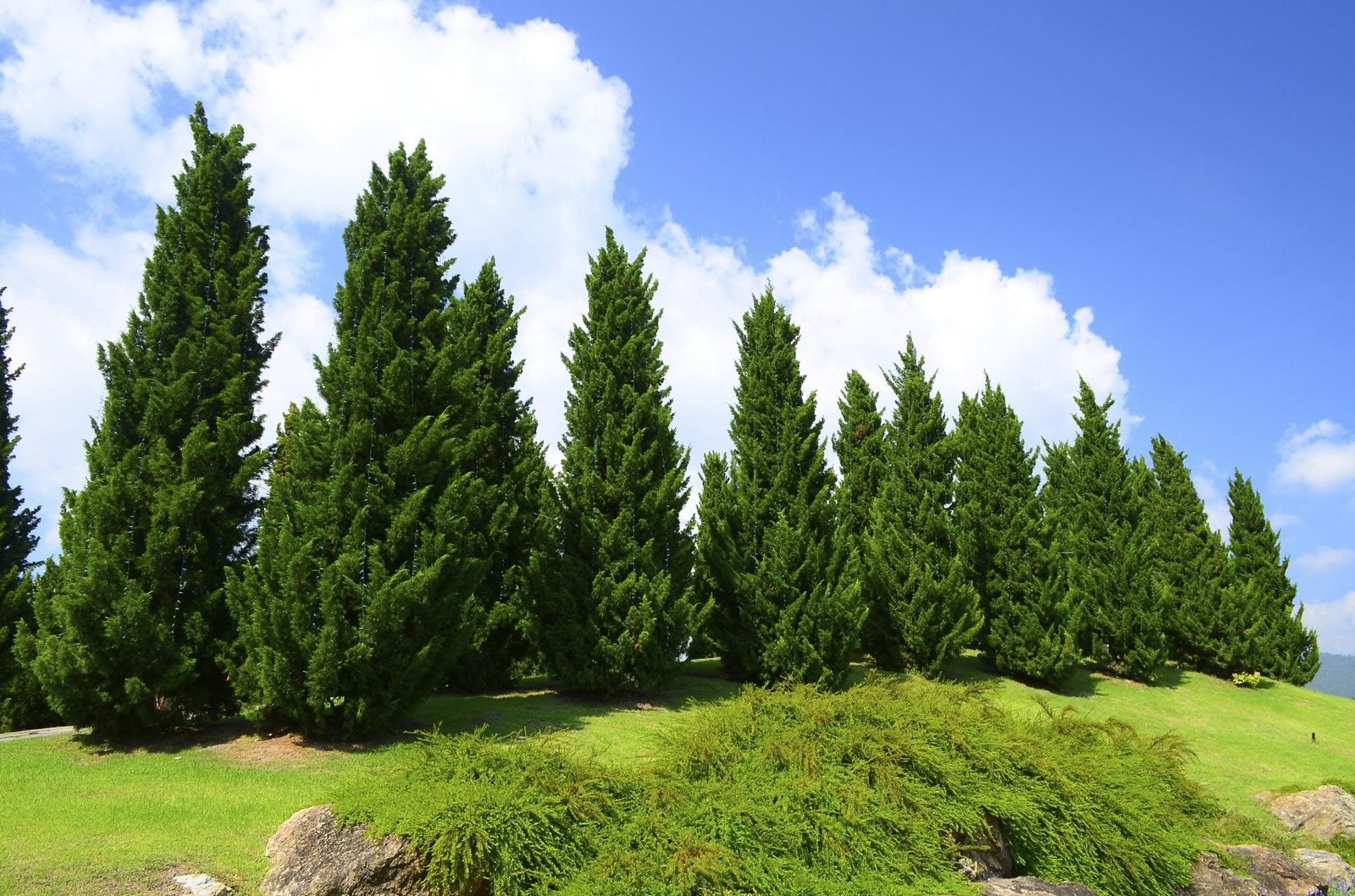 Pine and Cedar Forests