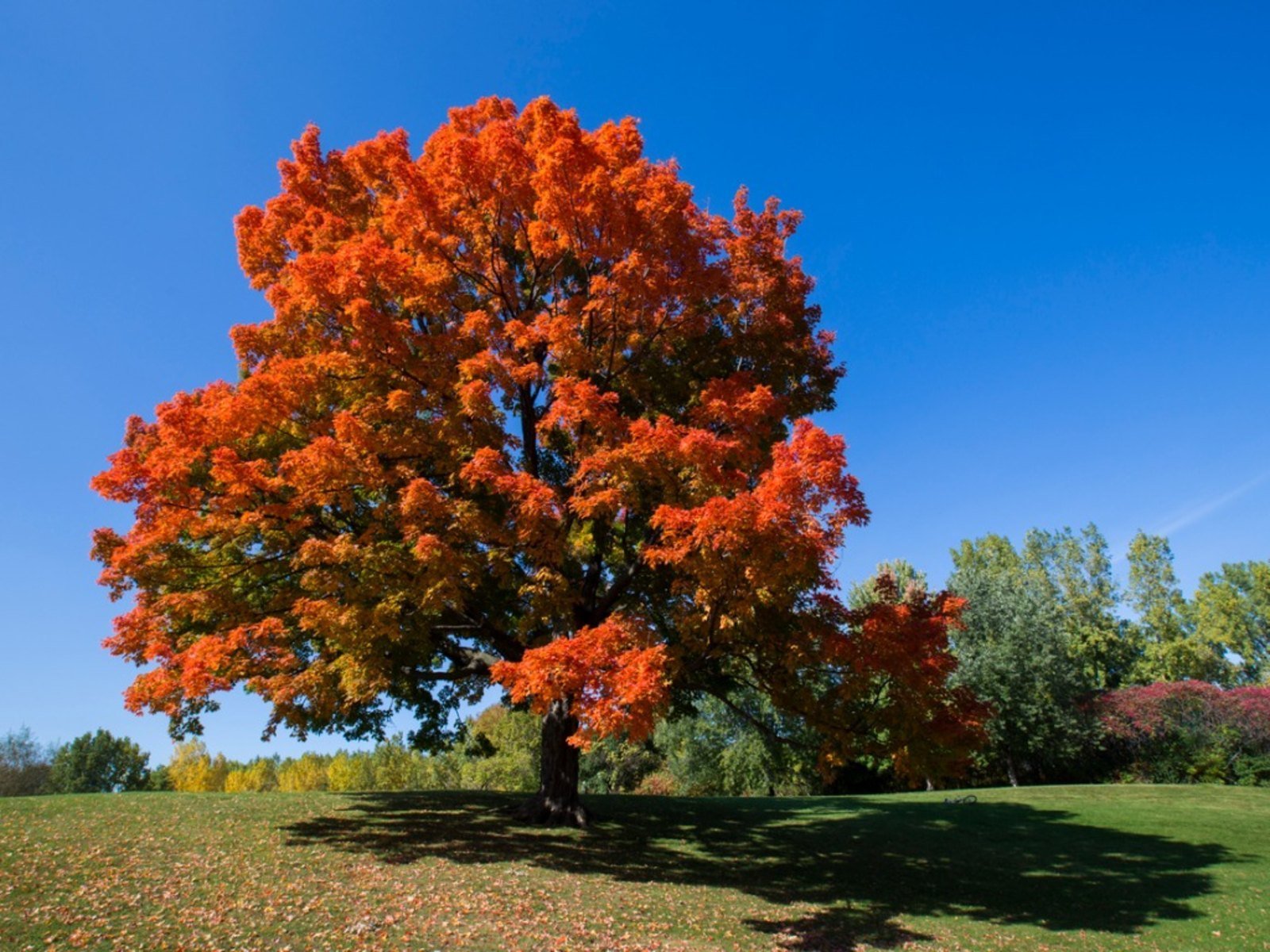 Chinar Trees