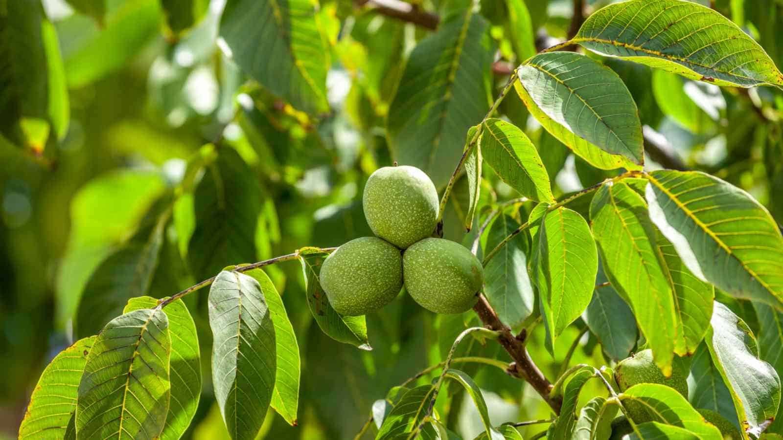 Walnut Trees