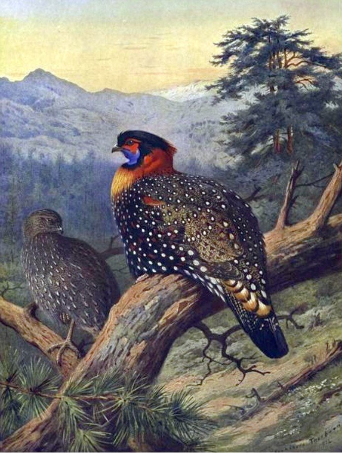 Western Tragopan