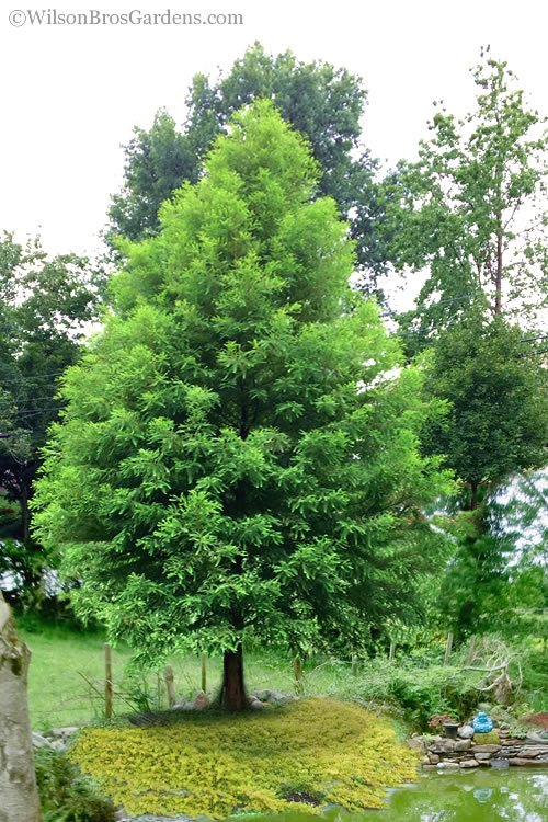 Cypress Trees