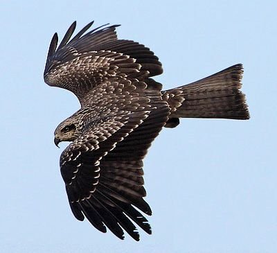 Black Kite