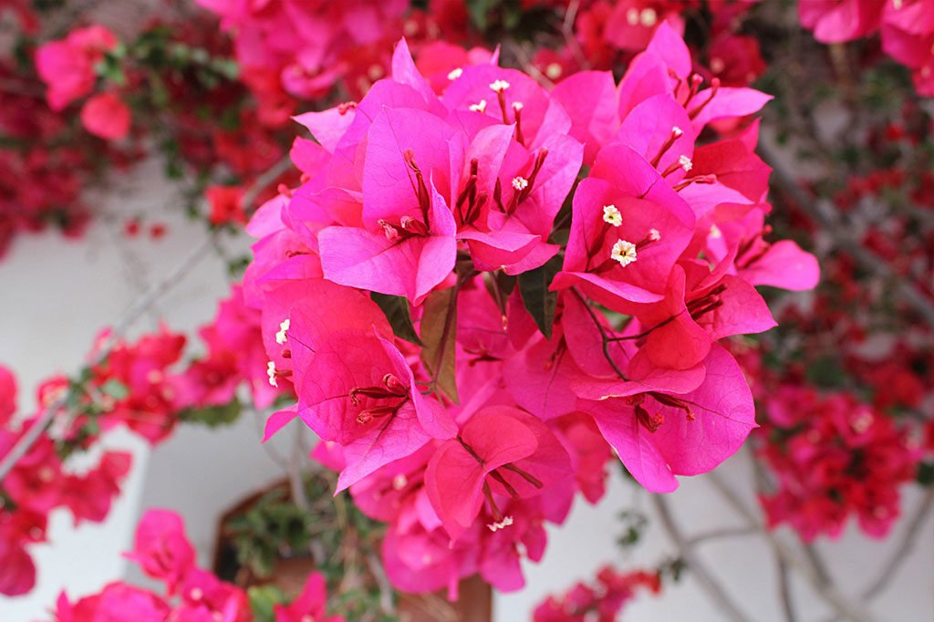 Bougainvillaea