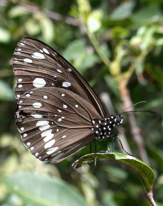 Common Crow Butterfly