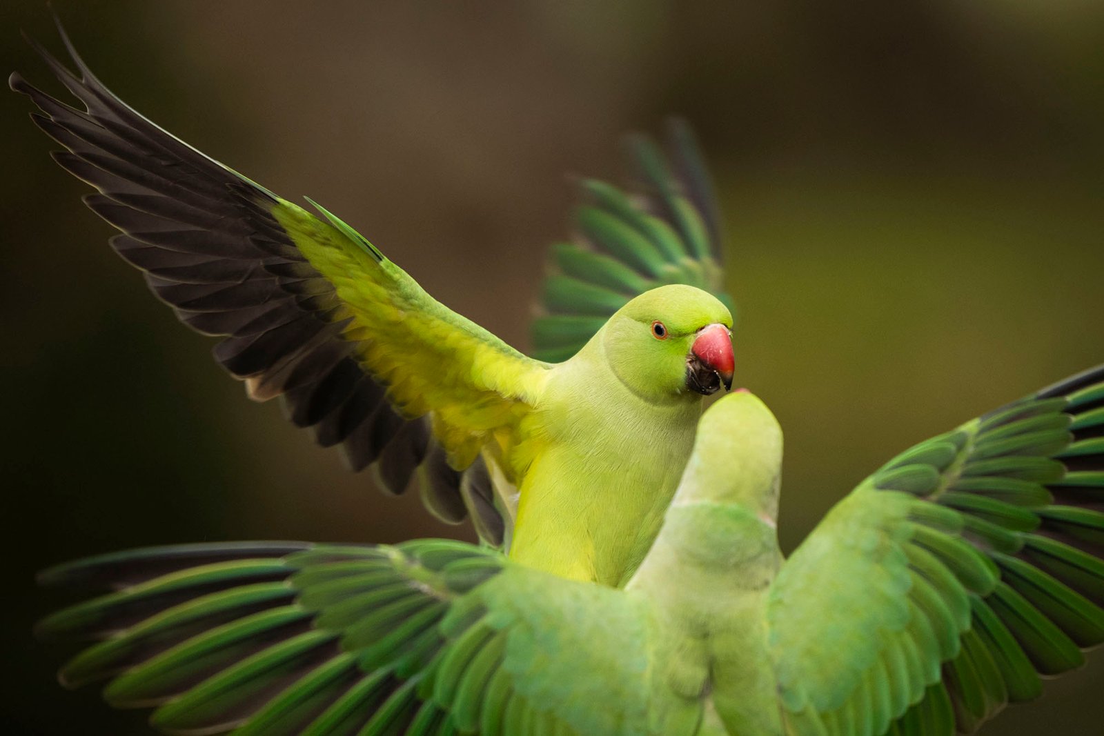 Parakeets