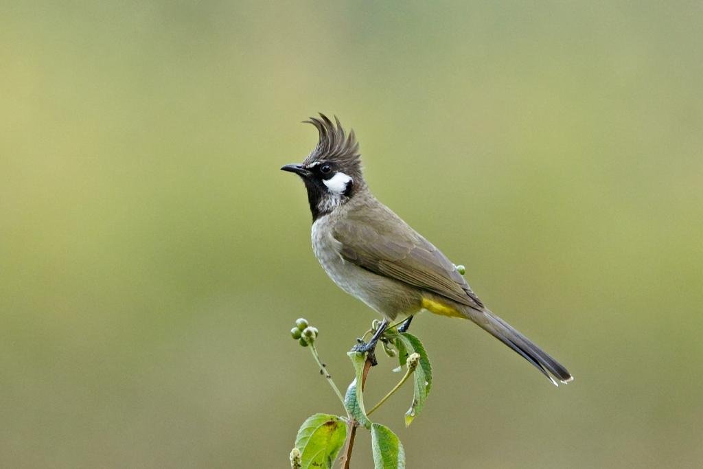 Himalayan Bulbul