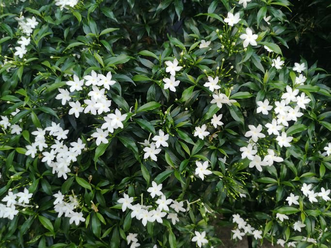 Jasmine